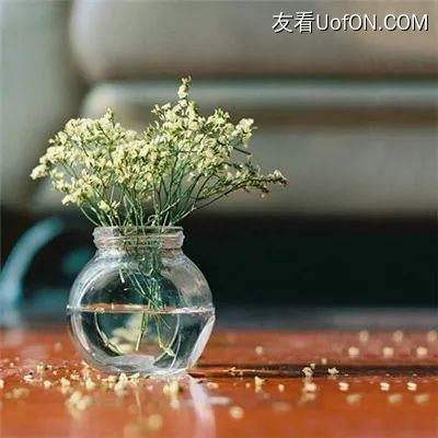 植物大战2国际版最新下载